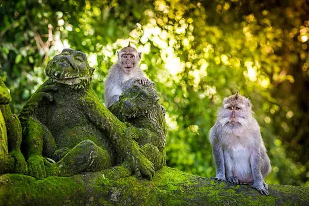Best Hotels in Ubud Bali – Luxury & Boutique Stays