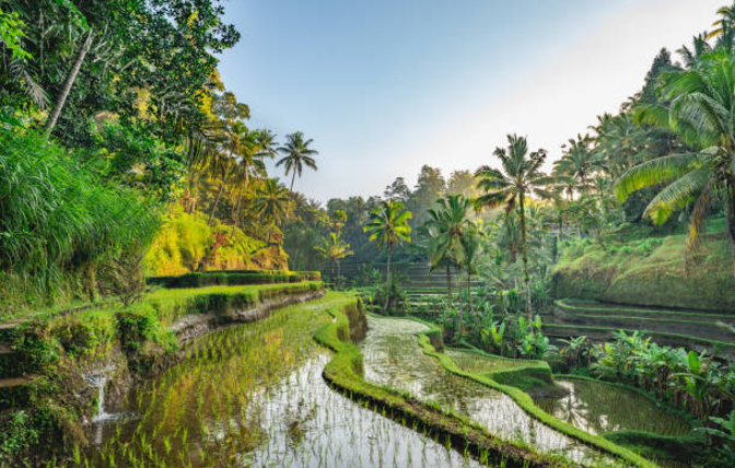 Trip to Bali – Ultimate Travel Guide for Your Dream Vacation