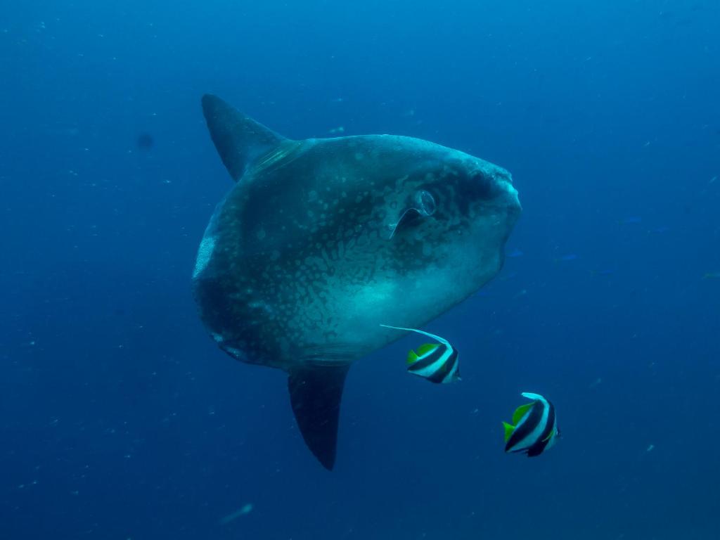 Benthos Bali Dive Resort