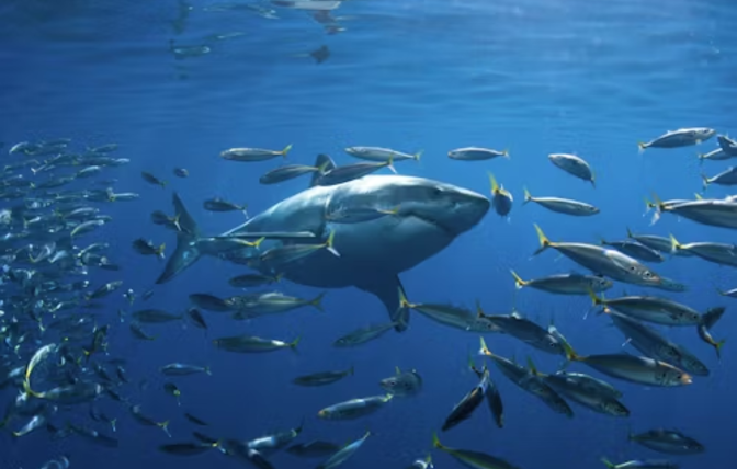 2025 Whale Shark Season: Best Spots in Seychelles