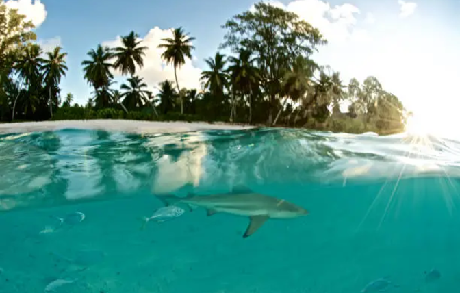 Marine Life Boom in Seychelles:Diving and Snorkeling Season Looks Promising