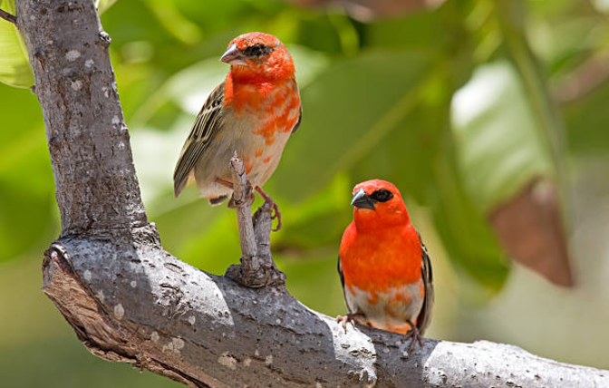 Wildlife of Seychelles: Giant Tortoises, Rare Birds & More